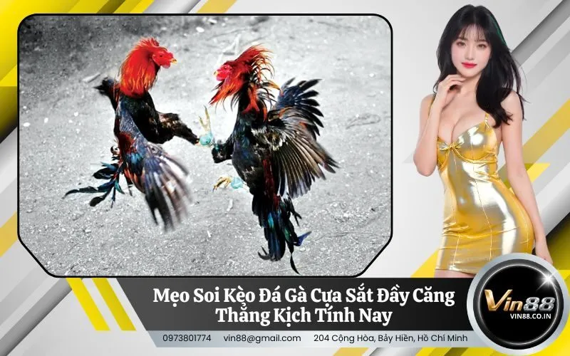 Đá Gà Cựa Sắt