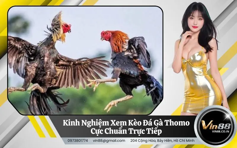 Đá Gà Thomo