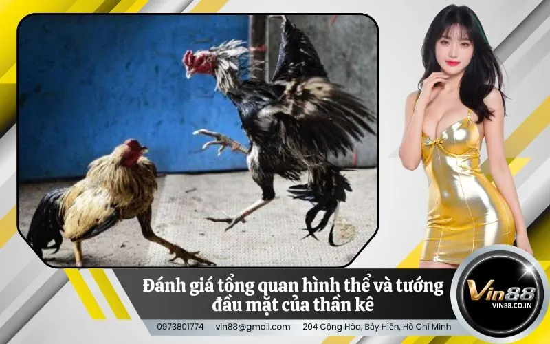 Đánh giá tổng quan hình thể và tướng đầu mặt của thần kê