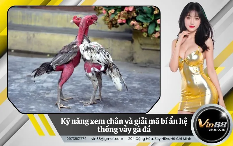 Kỹ năng xem chân và giải mã bí ẩn hệ thống vảy gà đá