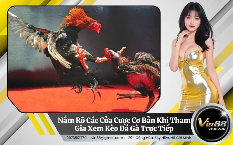 Nắm Rõ Các Cửa Cược Cơ Bản Khi Tham Gia Xem Kèo Đá Gà Trực Tiếp