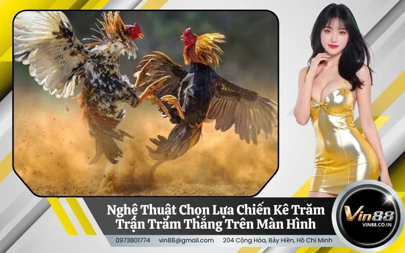 Nghệ Thuật Chọn Lựa Chiến Kê Trăm Trận Trăm Thắng Trên Màn Hình