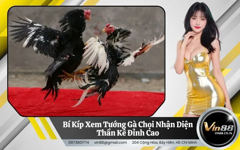 Xem Tướng Gà Chọi